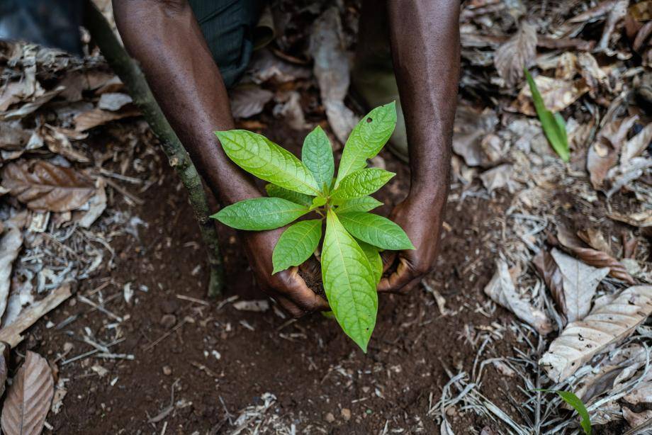 Barry Callebaut Agroforestry Seedling planting