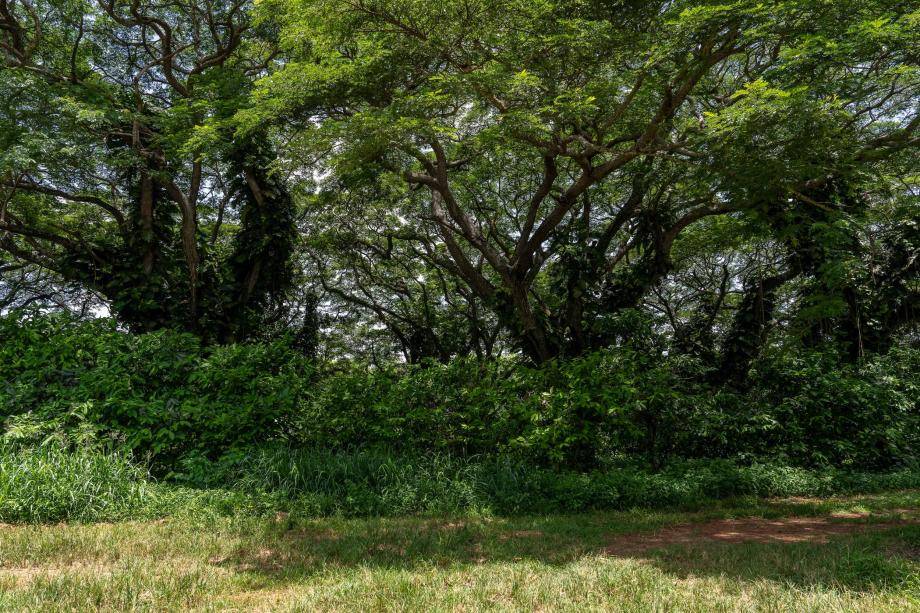 Barry Callebaut CFI Action Plan