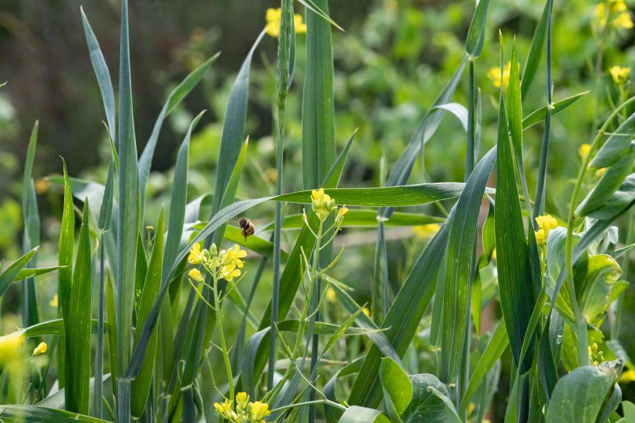 a bee pollinates an almond cover crop
