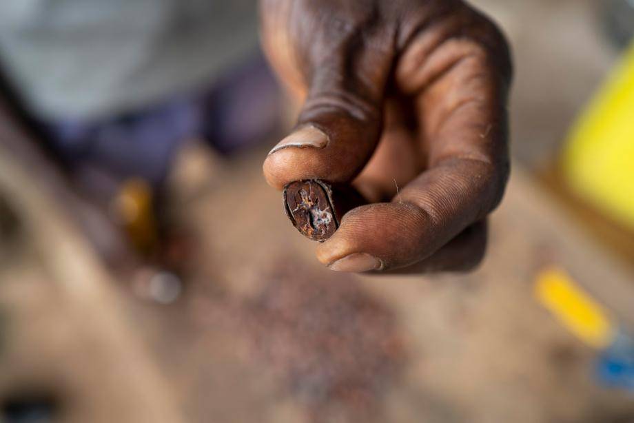 Turning cocoa scarcity into an opportunity for chocolate innovation