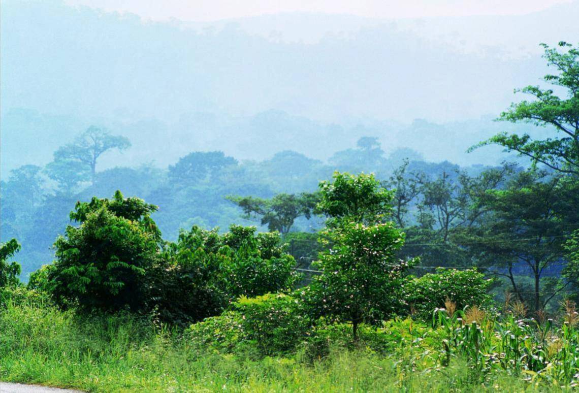 deforestation - Barry Callebaut