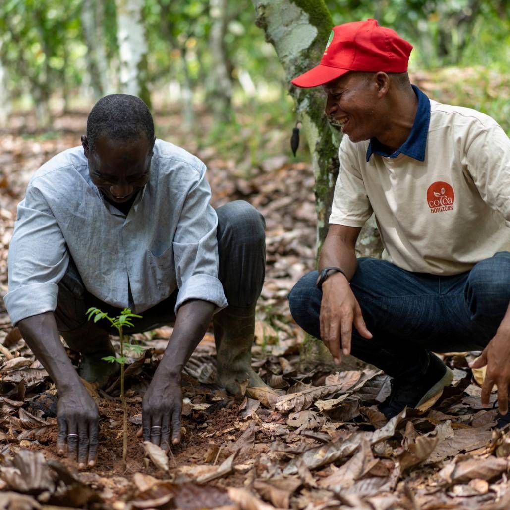 Cocoa Farming