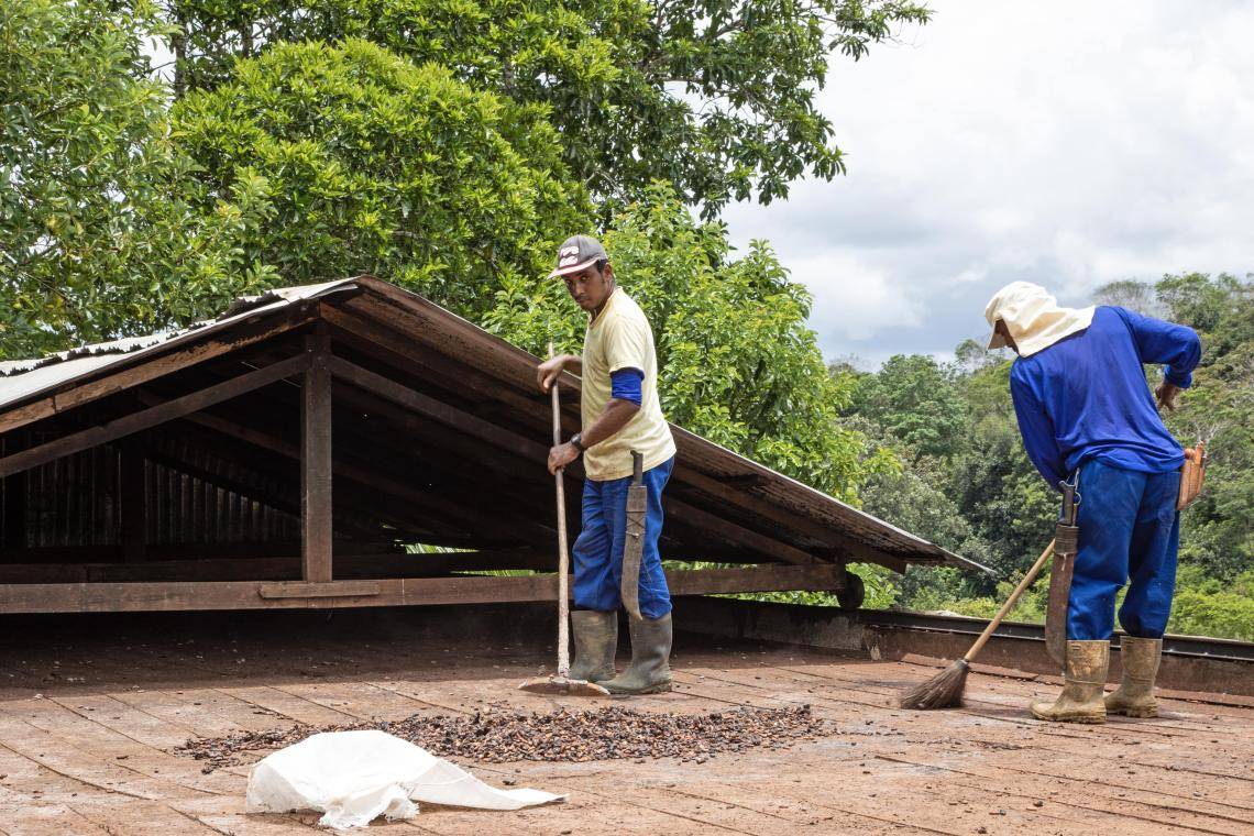Barry Callebaut and Nestlé Partner to Accelerate Towards Net Zero Cocoa in Brazil