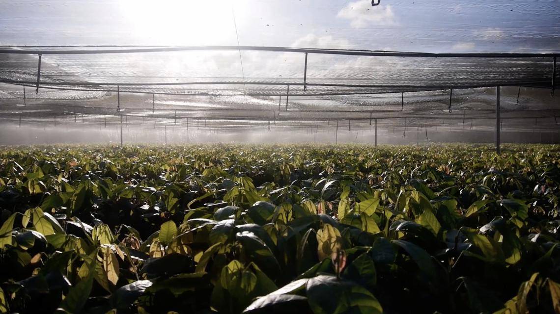 Forever Chocolate Barry Callebaut Impact Video