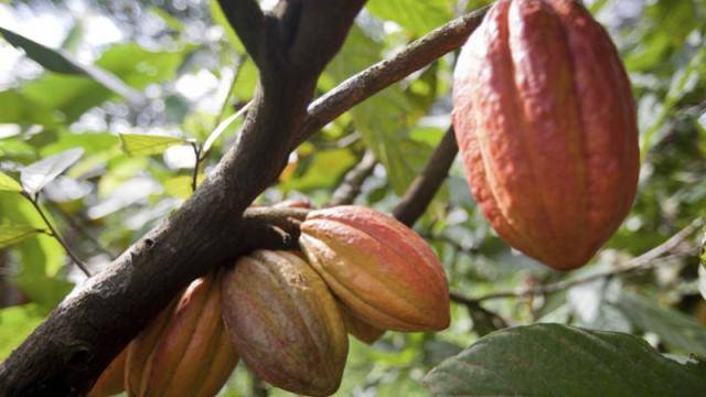 Barry Callebaut launches pilot to drive systemic change in cocoa farming