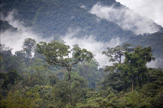 Rainforest in Cameroon - Barry Callebaut has committed to become forest and carbon positive by 2025