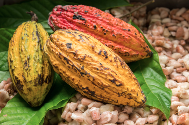 cacao fruit pods laying on leaves