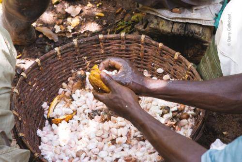Annual General Meeting 2004 of Barry Callebaut AG
