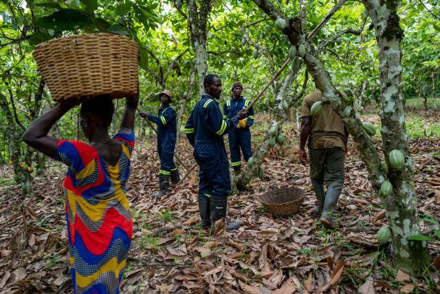 Forever Chocolate Progress Report 2024